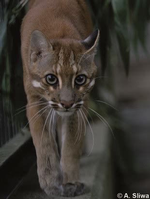 This requires cooperation from no one knows how many asian golden cats there are. Asiatic golden cat in 2020 | Cats, Feline, Asian cat