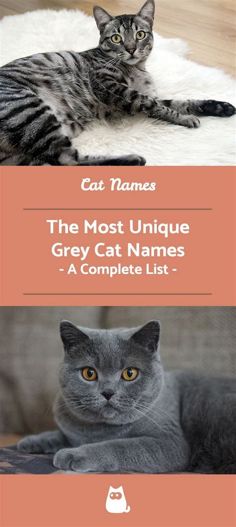 If You Are Looking For The Best Grey Cat Names For Kitten Males Or