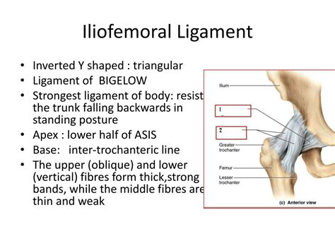 Ppt Hip Joint Powerpoint Presentation Free Download Id625741