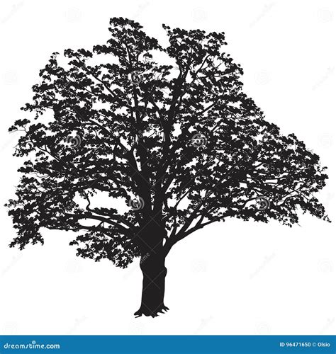 Oak Tree Silhouette With Leaves In The Black And White Vector Image