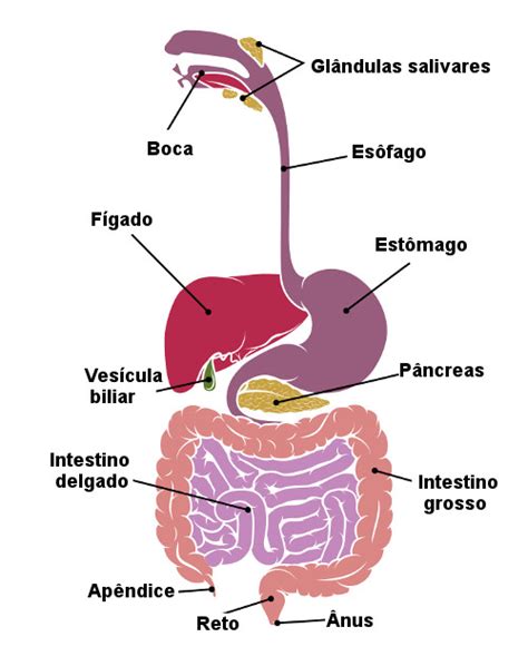 Sistema Digestório Funções órgãos Resumo Mundo Educação