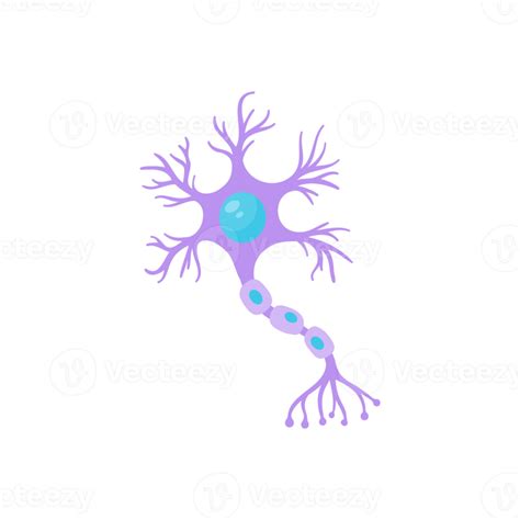 Modelo De Neurona Sensorial Humana Para Estudios De Biología 14568150 Png