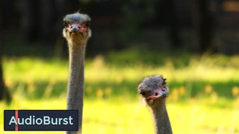 Why Ostriches Bury Their Heads In The Sand And Other Quirky Animal