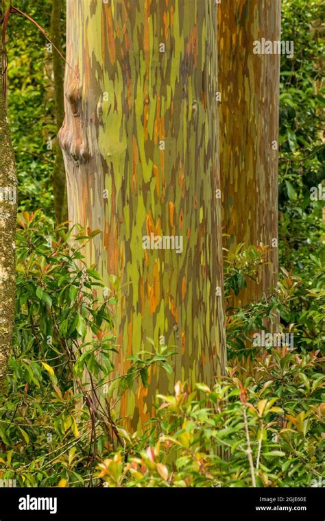 Rainbow Eucalyptus Tree Bark Pattern Oahu Hawaii Stock Photo Alamy