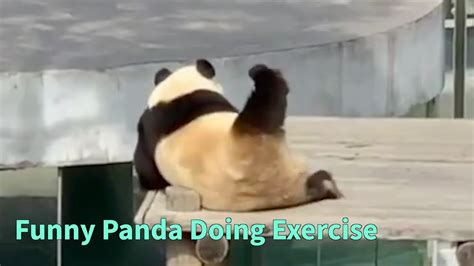 Funny Pandas Doing Exercises Youtube