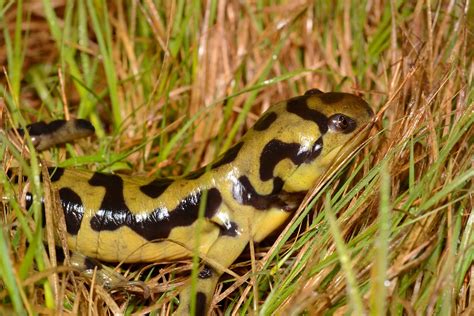 Ambystoma Mavortium A Male Barred Tiger Salamander Ambyst Flickr
