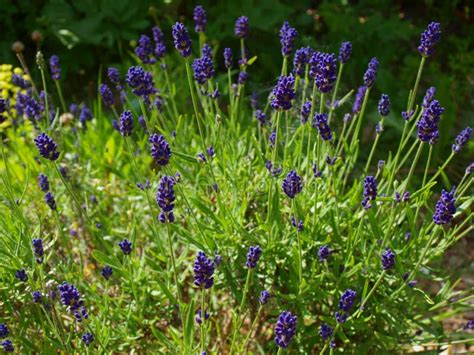 Lavender Flowers Stock Image Image Of Plant Growth 23403941