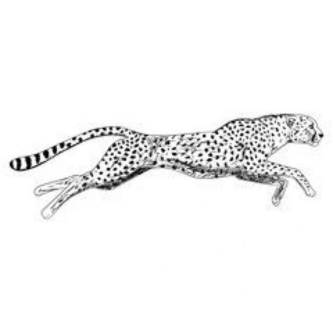 22 How To Draw A Cheetah Running 2022 Peepsburghcom