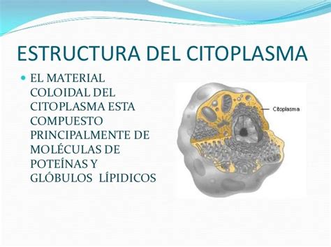 Que Es El Citoplasma Funciones Estructura Y Caracteristicas Otosection