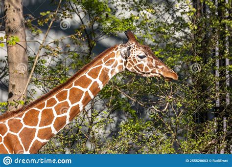 The Giraffe Giraffa Camelopardalis Is An African Mammal Stock Image