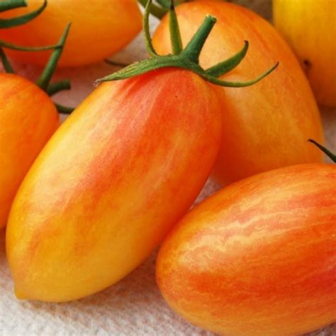 Semillas De Tomate ARTISAN BLUSH TIGER Precio 1 95