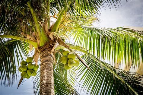 Facts About The Coconut Tree Description And Uses Owlcation