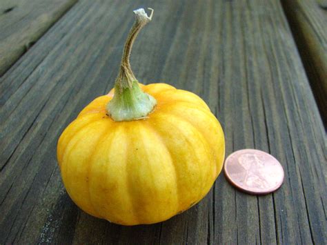 Worlds Smallest Pumpkin Mark C Flickr