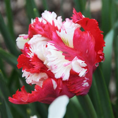 Red And White Tulip Bulbs For Sale Online Estella Rijnveld Parrot