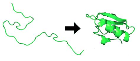 Protein Folding Chemistry Libretexts