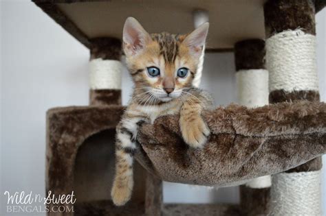 Bengal Kittens For Sale Near Me Bengal Kittens For Sale Exotic