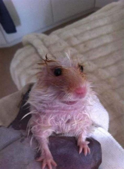 Pin By Hiyoko On Indie Beautiful Ok Joke Funny Hamsters Funny Animal