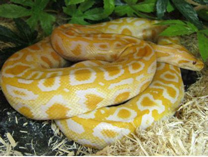 The albino was the first proven recessive ball python mutation. albino burmese python - Branson's Wild World