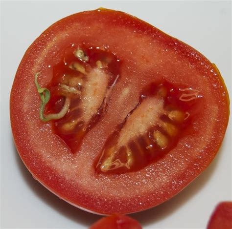 Tomato Seed Sprouting Inside Tomato Rgardening