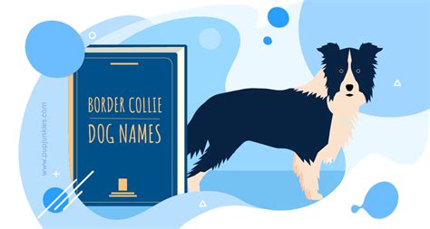 100 Most Popular Border Collie Dog Names Of 2021