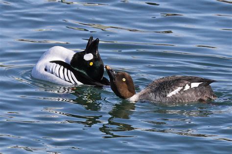 Common Goldeneye Audubon Field Guide