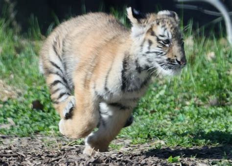 Tiger Cubs Trio Makes Public Debut At Cleveland Metroparks Zoo Photos