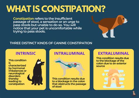 Simple Need To Know Guide To Constipation In Dogs Bark For More
