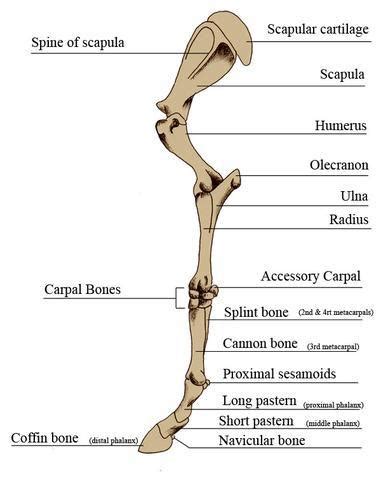 While their parts are similar in general, their structure has been adapted to differing functions. Horse Anatomy - Mobility Health