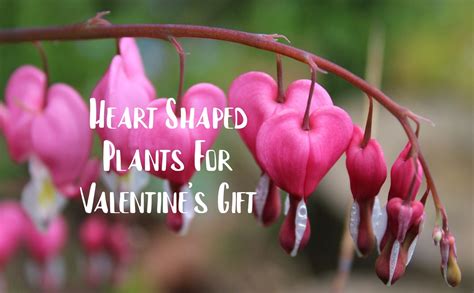 Heart Shaped Plants For Valentines T The Kausee