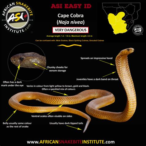 Snake Comparison Cape Cobra Vs Snouted Cobra African Snakebite