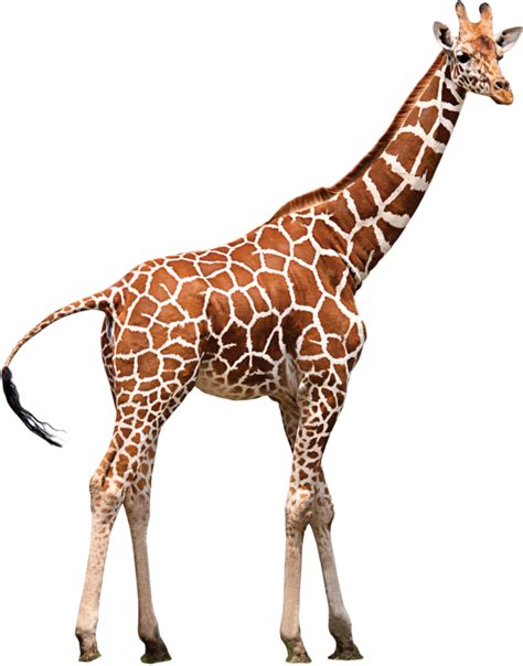 Northern Giraffe Neck Zoo Animal Giraffe Png Download 700893