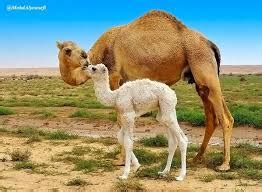 جمال الجمل كان مؤيدا للسيسي وعندما انتقده تم منعه من الكتابة فغادر مصر (مواقع وأضاف أنه من المهم تسجيل لحظة إخفاء الزميل جمال الجمل من المطار بعد عودته حتى لا يخرج علينا. جمل في الصحراء , ما دلالة وتفسير رؤية الجمل في المنام - مساء الخير