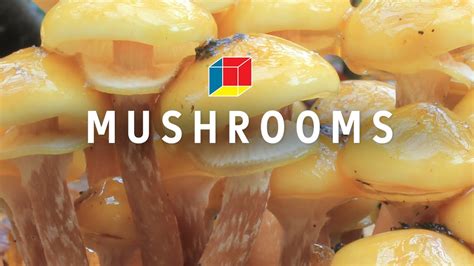 Mushrooms Might Save The World Youtube