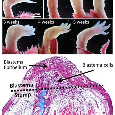 Pdf Nerve Roles In Blastema Induction And Pattern Formation In Limb