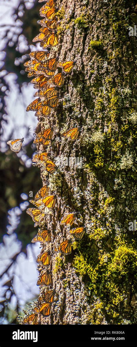 Monarch Butterfly On Tree Trunk Hi Res Stock Photography And Images Alamy