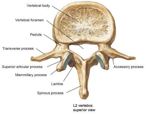 Llustration Of Lumbar Vertebrae Showing Vertebral Body Pedicles