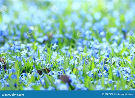 Wild Blue Flowers Stock Image Image Of Herbal August 59879083