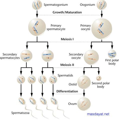 Pada Peristiwa Oogenesis Mammalia Sel Fungsional Yang Paling Awal Mempunyai Kromosom Haploid