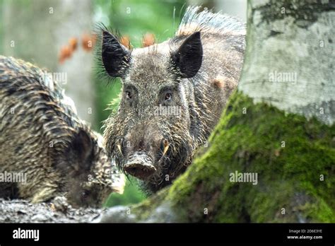Wild Boars In The Mixed Forest Stock Photo Alamy