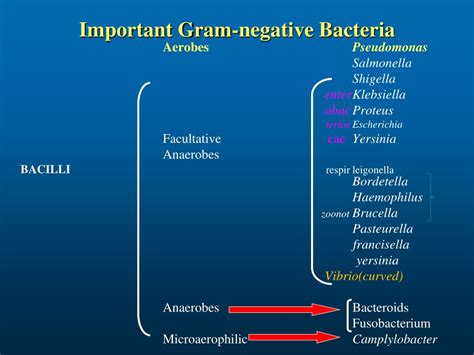 Ppt The Gram Negative Bacteria Of Medical Importance Powerpoint The