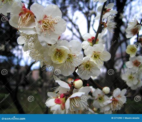 Blossoming Plum Tree Stock Photo Image Of Asia Park Cherry 371390