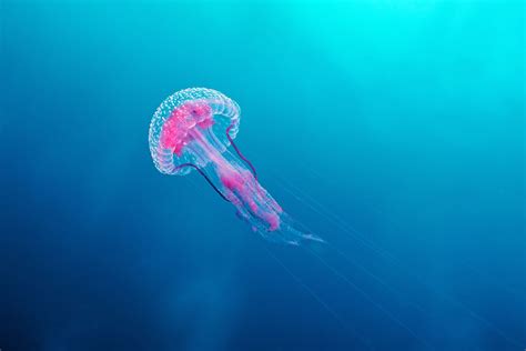 12 Fascinating Facts About Jellyfish
