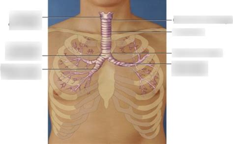Thorax And Lungs Pt 2 Diagram Quizlet