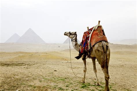 Camello Y Las Pirámides De Giza Foto De Archivo Imagen De Ruina Pasado 27923778