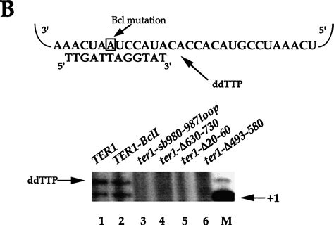 Specific Telomerase RNA Residues Distant From The Template Are