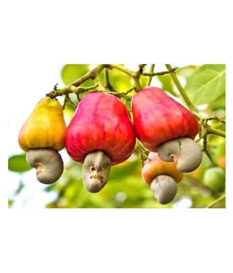 Nuts are delicious and filling, but they are also healthy sources of protein, fat, and fiber. Generic Cashew nut (Kaju) 1 kg: Buy Generic Cashew nut ...