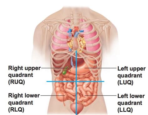 The human abdomen is divided into quadrants and regions by anatomists and physicians for the purposes of study, diagnosis, and treatment. Abdominopelvic Quadrants | Human body organs, Human body ...