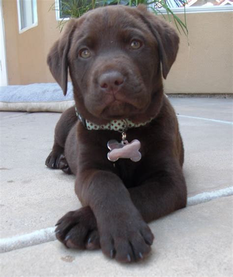 Chocolate labrador puppy in a rush. CLICK HERE FOR OUR INFORMATION LETTER