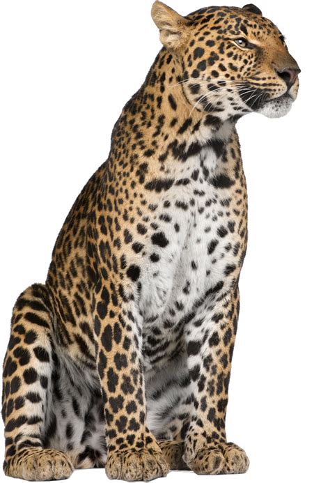 Leopard Jaguar Cheetah Felidae Whiskers Leopard Png Download 1000