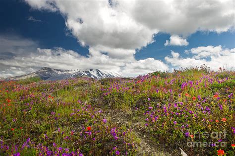 Mt St Helens Summer Wildflowers Photograph By Jackie Follett Pixels